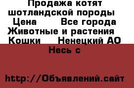 Продажа котят шотландской породы › Цена ­ - - Все города Животные и растения » Кошки   . Ненецкий АО,Несь с.